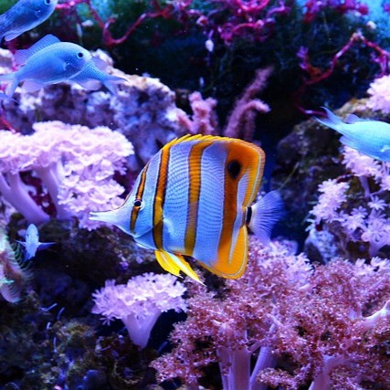 オレンジと白の魚